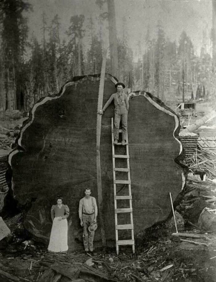 Victorian Era logging, two men and a woman with a massive tree trunk and saw.