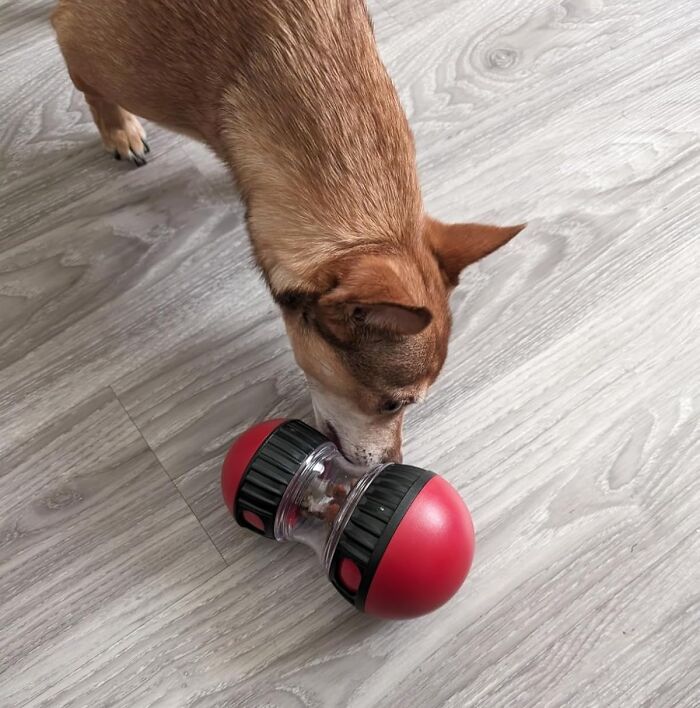Dog interacting with a red pet gadget toy on a wooden floor, showcasing love for fur-babies.