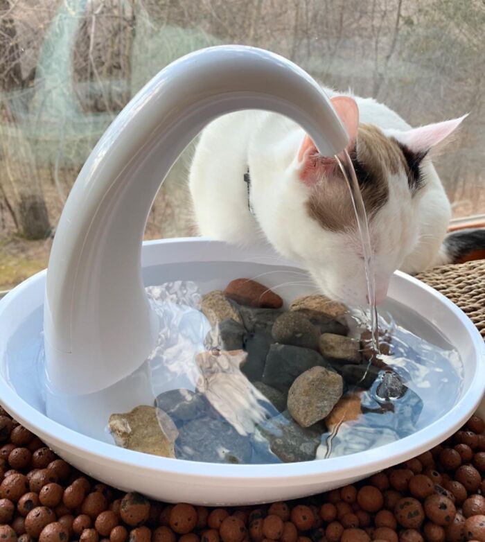 Cat drinking from a modern pet gadget fountain with stones, showcasing love for your fur-baby.
