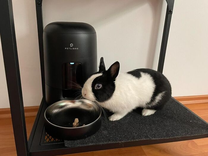 Rabbit near a Petlibro feeder with kibble in a bowl, showcasing a pet gadget for your fur-baby.