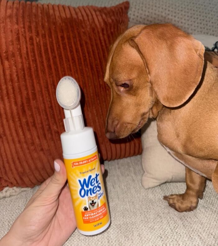 Dachshund sniffing a pet gadget, Wet Ones antibacterial paw wipes, held by a hand on a sofa.