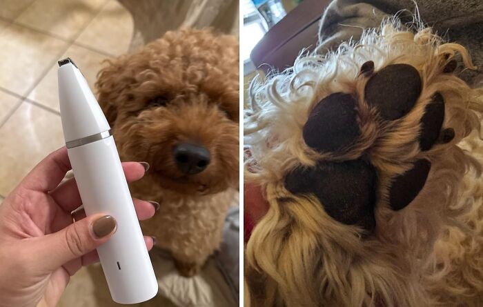 A pet grooming gadget held near a curly-haired dog; close-up of the dog's clean paw pads.