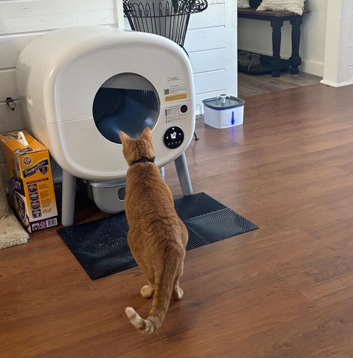 Orange cat inspecting an automatic pet gadget in a cozy room, with pet supplies nearby.