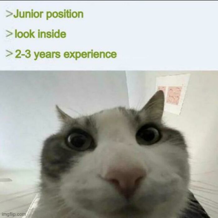 Cat meme for programmers about job experience, with text about a junior position and 2-3 years experience required.
