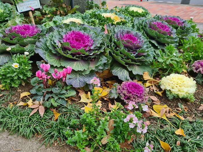 Colorful ornamental cabbages and flowers in a Japanese garden setting.
