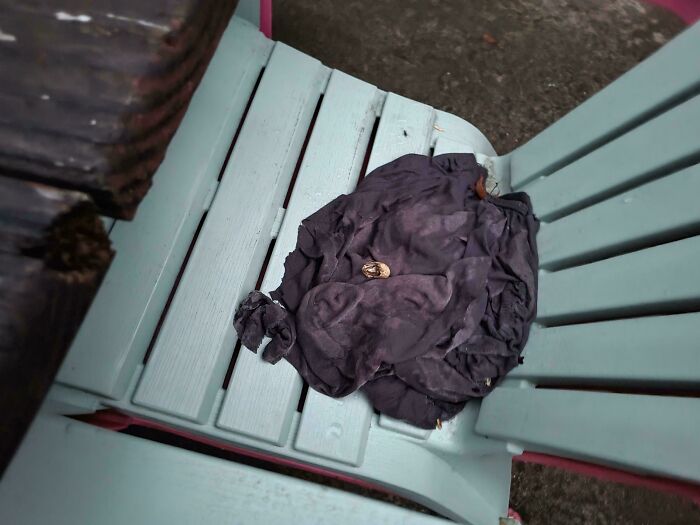 A crow using cloth to cover a nut on a wooden chair, showcasing smart unusual behavior.