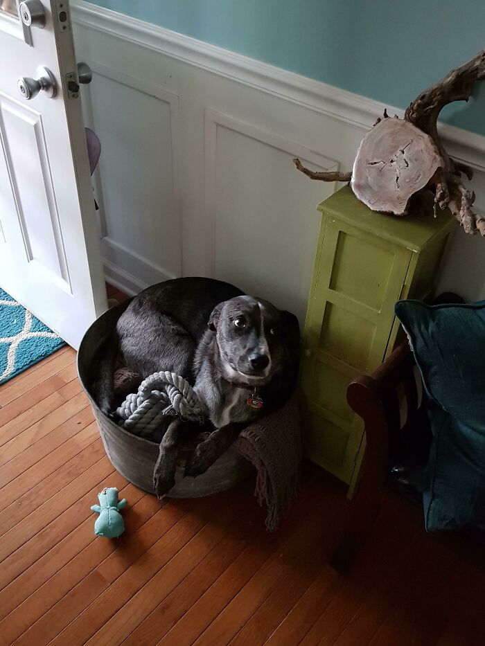 Dog in a small bucket, creating a hilarious misunderstanding.