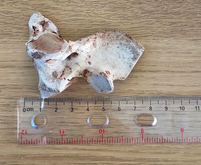 Unusual object found by crows placed on a wooden table next to a clear ruler, showcasing smart behavior.