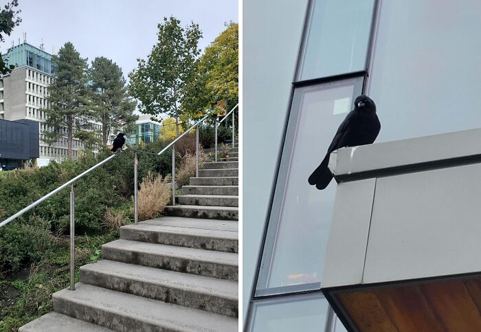 Crows perched on a railing and building edge, showcasing their smart and unusual behaviors in an urban setting.