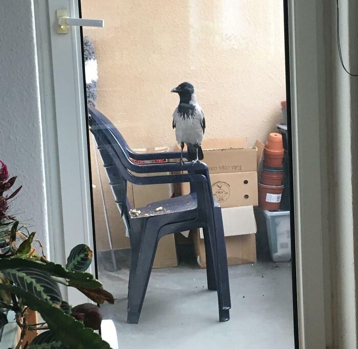 A crow perched on a plastic chair on a balcony, showcasing smart unusual behavior.