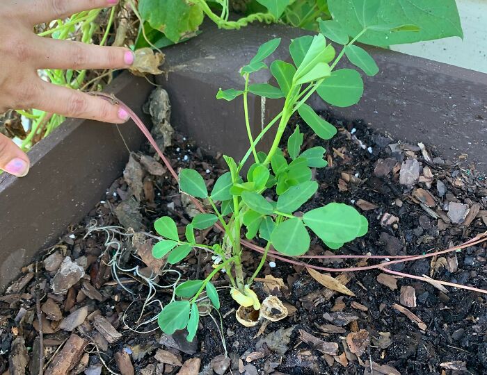 A peanut plant growing from the soil, demonstrating smart things crows do by planting seeds unintentionally.