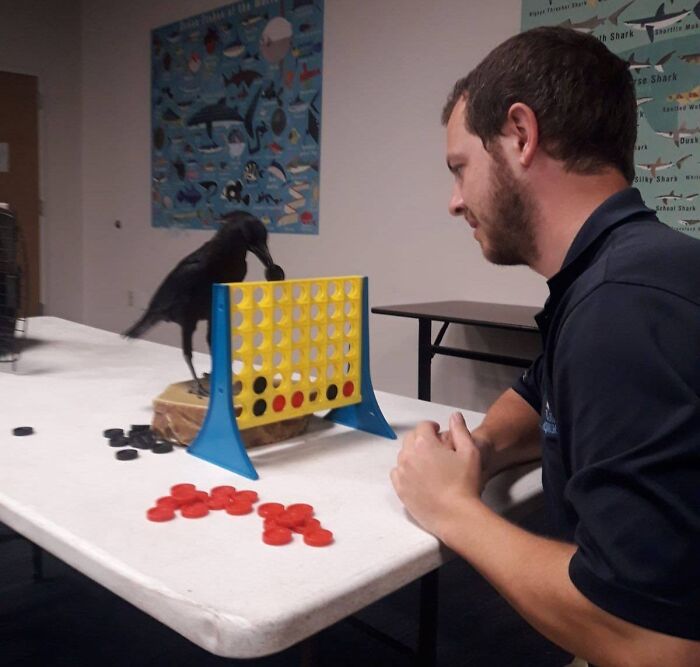 A crow skillfully playing Connect Four with a person, showcasing smart unusual behavior.