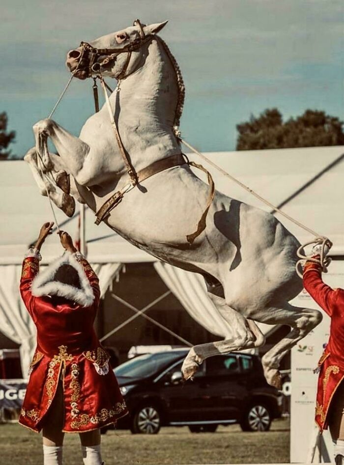A white horse rears majestically, guided by two handlers in ornate red attire, resembling an accidental renaissance scene.