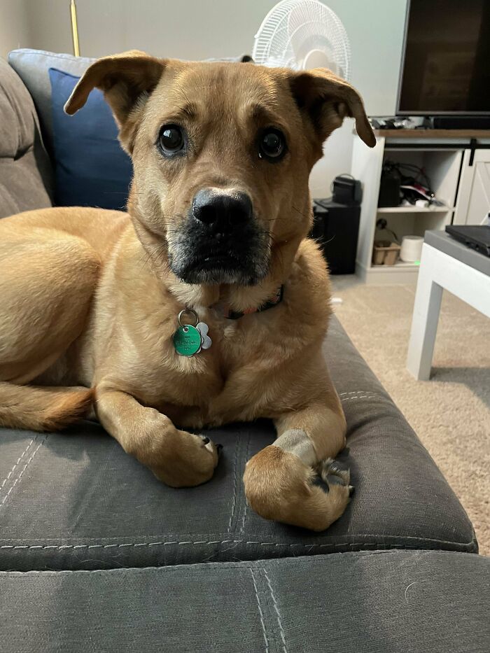 Dog with a curious expression lying on a couch, showing off its quirky personality.