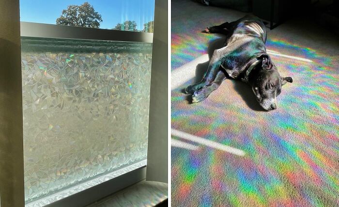 Decorative window film creating rainbow light on the floor, with a dog lying in the colorful pattern.