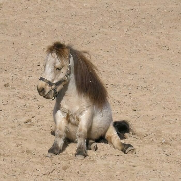 A small pony sits awkwardly on sandy ground, creating a funny and confusing scene.