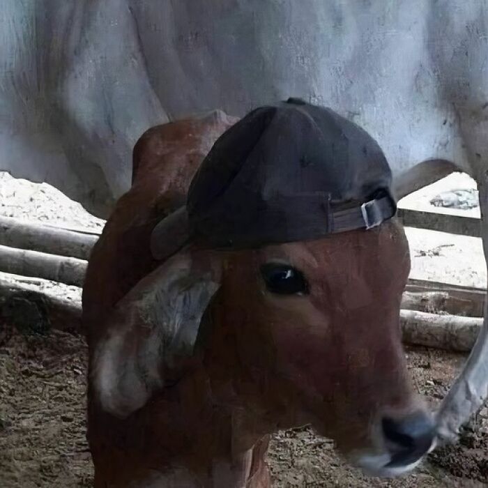 A cow wearing a baseball cap, creating a confusing and funny scene without context.
