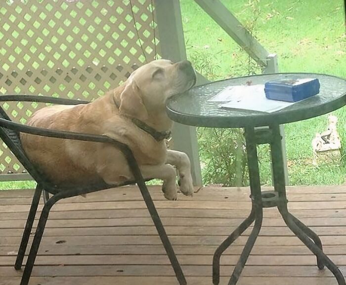 Confusing photo of a dog sleeping on a chair, resting its head on a patio table.