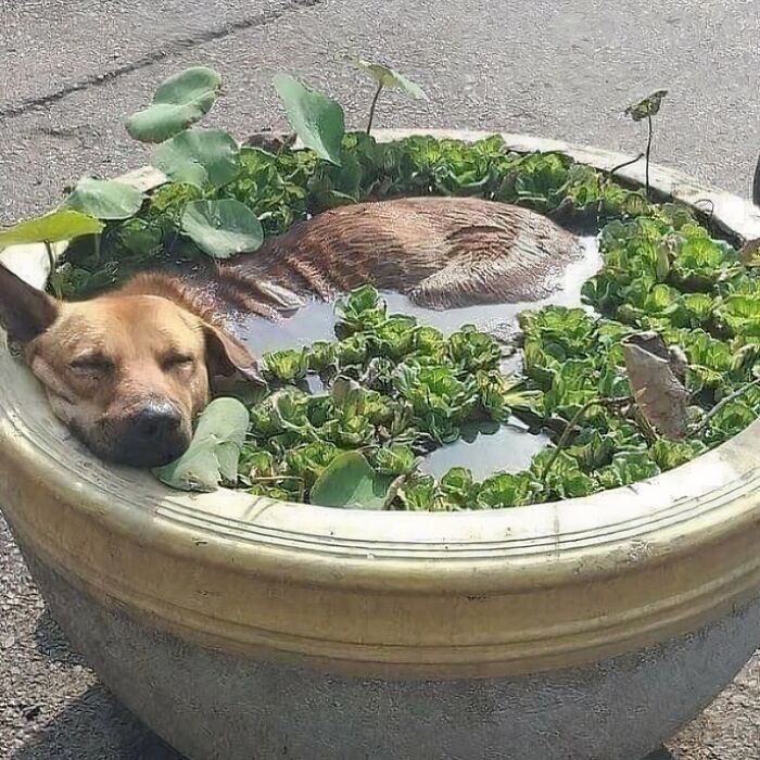 Confusing and funny photo of a dog relaxing in a large planter filled with water and plants.
