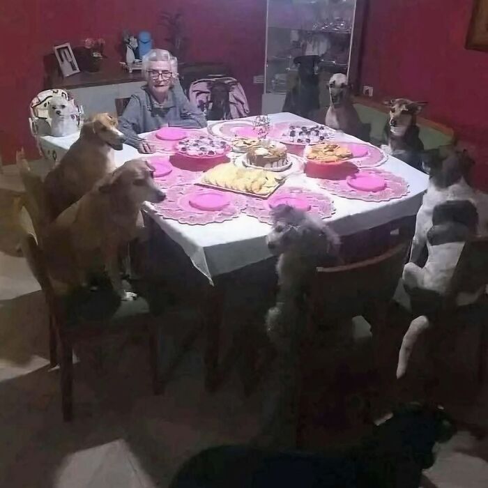 Elderly woman sitting at a table surrounded by dogs with plates and food, creating a funny and confusing scene.