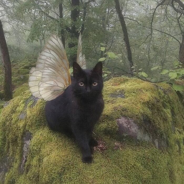 A black cat with butterfly wings sits on a moss-covered rock in the forest, creating a confusing and funny scene.