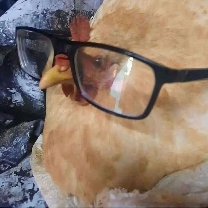 Chicken wearing glasses, creating a funny and confusing image.