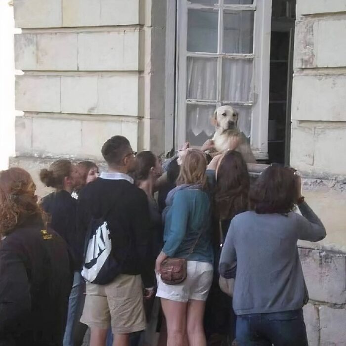 Group of people amusingly gathered around a dog in a window, capturing a confusing and funny scene.
