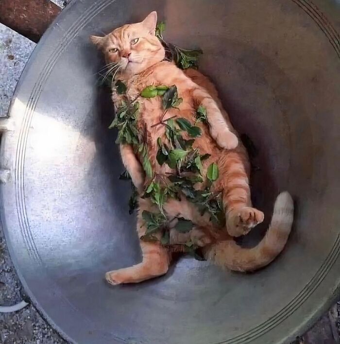 Orange cat lying in a large bowl covered with leaves, creating a funny and confusing scene.