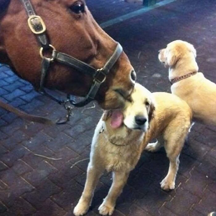 Horse licking a confused dog with another dog nearby, illustrating a funny moment without context.