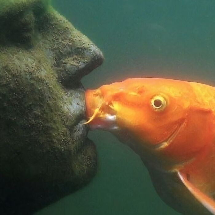 A goldfish appears to kiss a submerged stone face, creating a funny and confusing underwater scene.