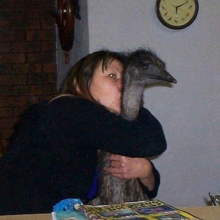 A woman hugs an emu in a kitchen, with a clock on the wall, creating a confusing and funny photo without context.