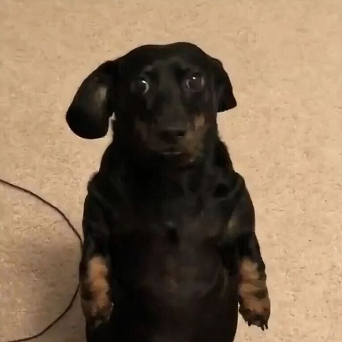 Confusing photo of a dachshund standing on hind legs, looking surprised without any context.