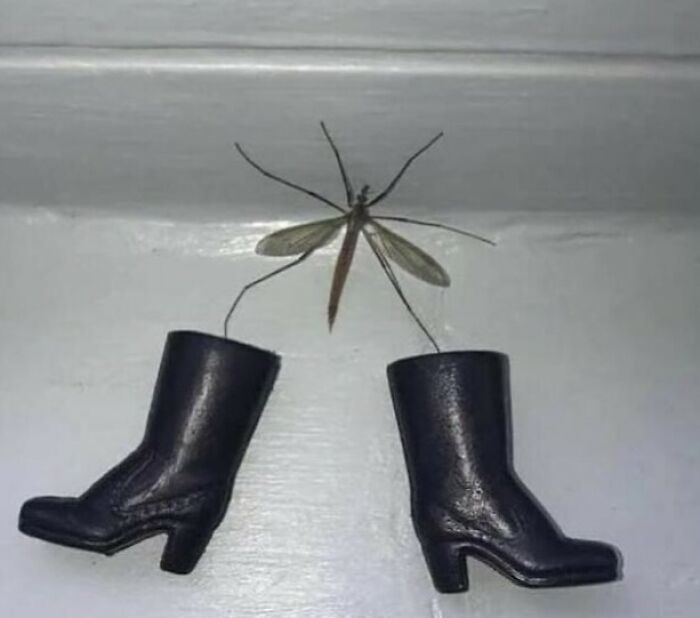 Insect with long legs positioned between two tiny black boots, creating a funny and confusing scene.