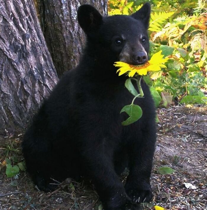 A bear cub playfully holding a sunflower in its mouth, creating a funny and confusing scene in nature.