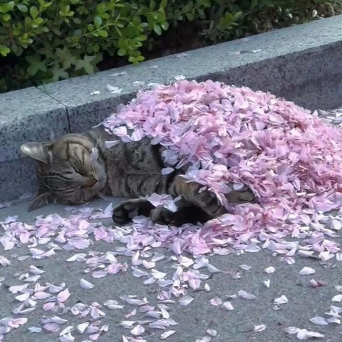 Cat sleeping on pavement covered with pink petals, creating a confusing and funny scene.