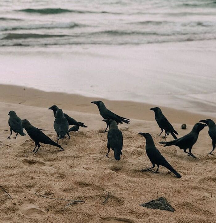 Group of crows demonstrating smart, unusual behavior on a sandy beach near the ocean.