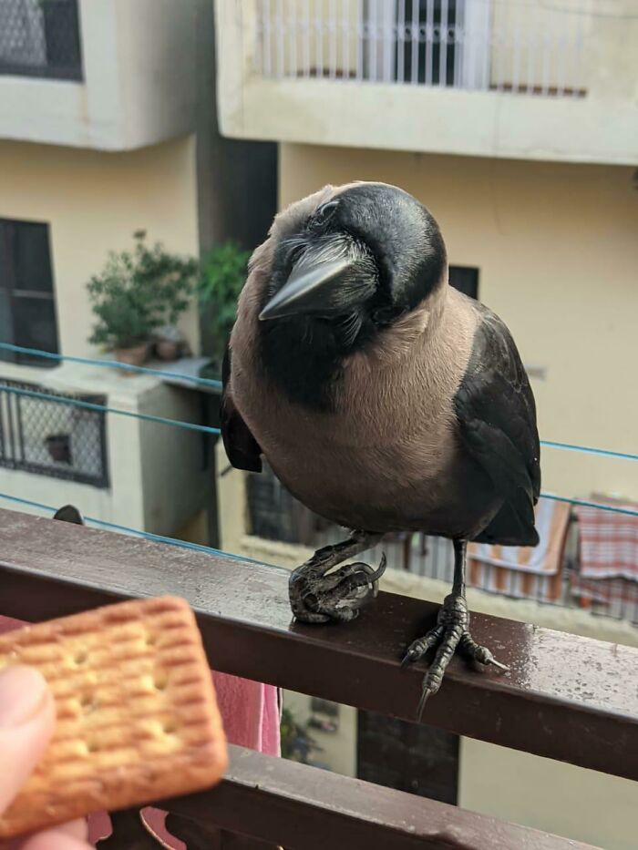 A crow perched on a railing looks at a person holding a cracker, showcasing smart unusual behavior.