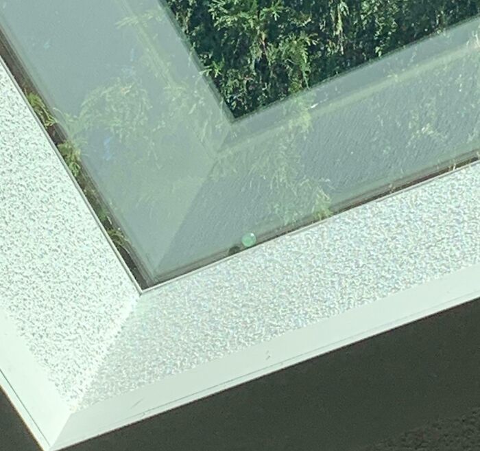 "Smart crow leaves a small object on a window ledge, showcasing unusual behavior."