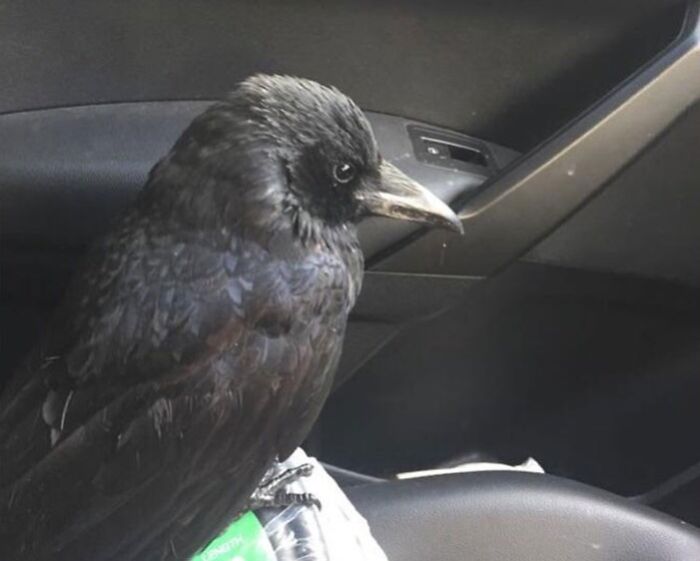 Crow sitting inside a car showcasing unusual behavior on the passenger seat.