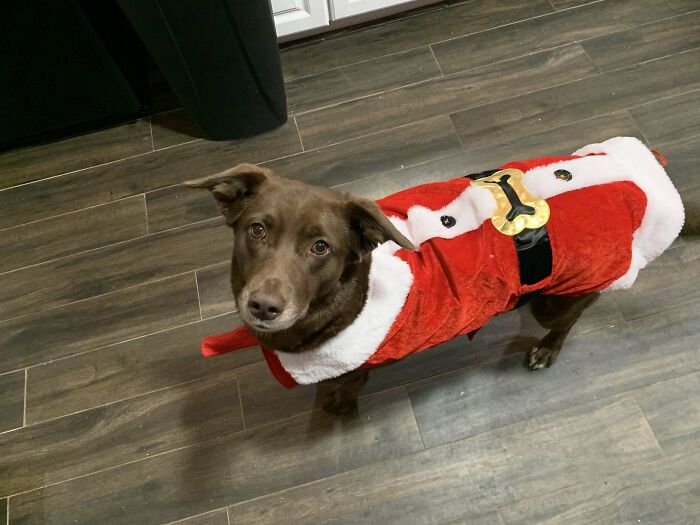 Dog wearing a red and white Santa outfit standing on a wooden floor in a neighbor-related shocking moment.