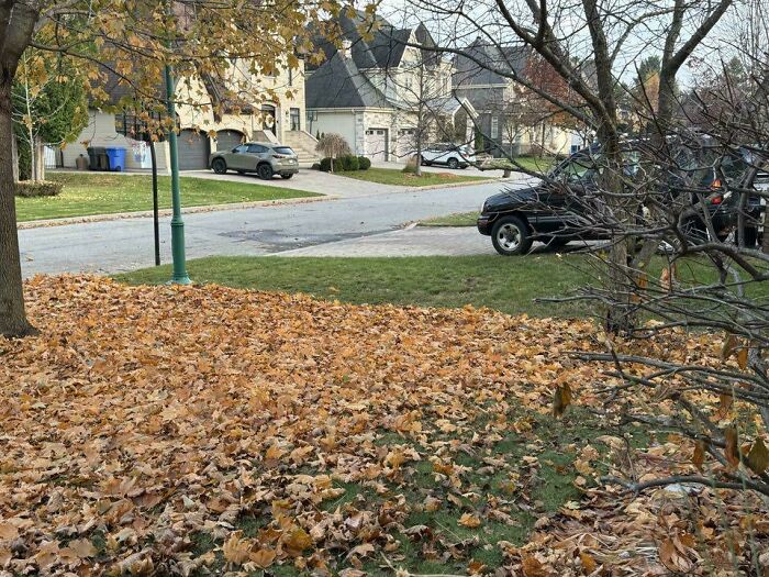Pile of fallen leaves covering a front yard in a suburban neighborhood, illustrating issues with terrible neighbors.