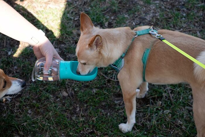 Dog drinking from portable pet gadget water bottle on a walk, showing love for your fur-baby.
