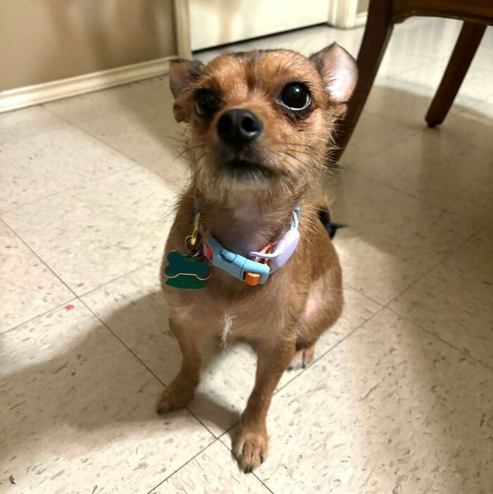 Small brown dog with a collar sitting on a tiled floor, showcasing pet gadget for fur-baby.