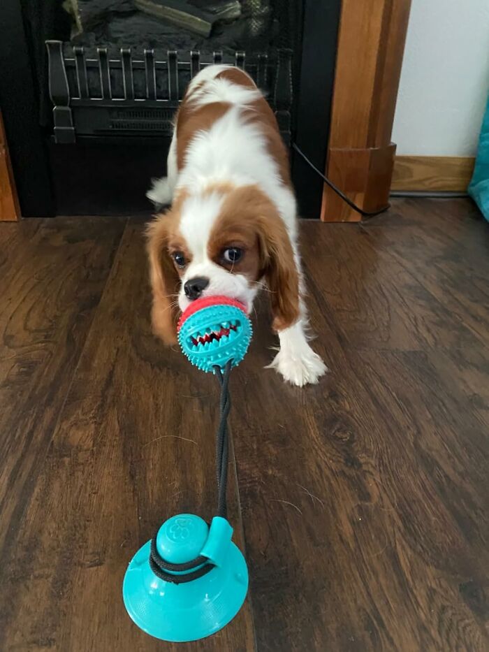 Cavalier King Charles Spaniel playing with a pet gadget, tugging on a toy with a suction cup base.