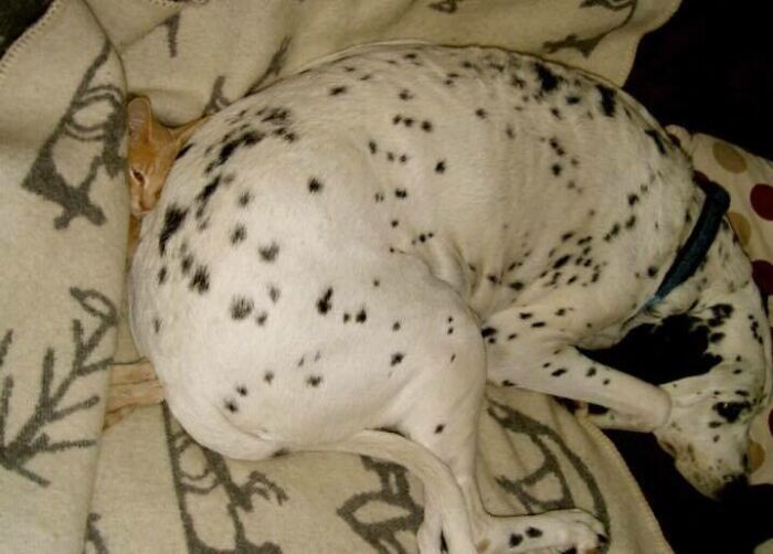 A spotted dog curled up on a blanket, occupying a stolen dog bed.