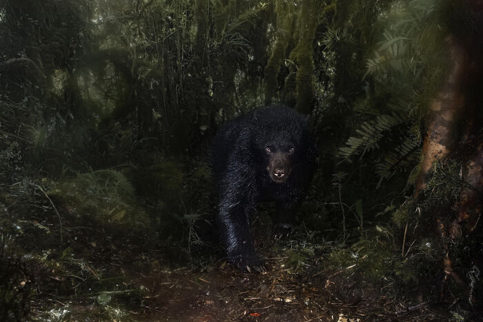 Bear in dense forest, highlighting a winning shot from the Close-Up Photographer of the Year Awards 2024.