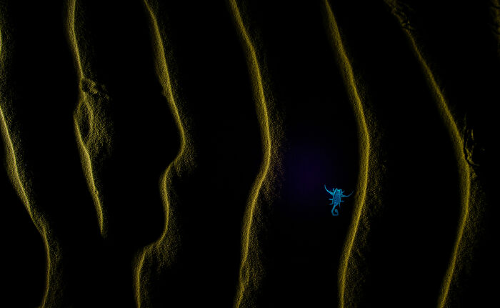 Close-up photograph of a glowing blue scorpion on dark sand dunes texture, winning an award in 2024.