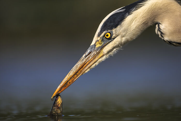 Heron catching a fish in a close-up, showcasing detail and focus from Bird Photographer of the Year 2024 competition.