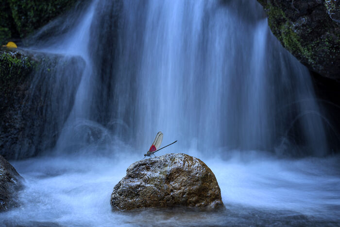 Dragonfly perched on a rock in front of a cascading waterfall, a winning photo in the Close-Up Photographer of the Year awards.