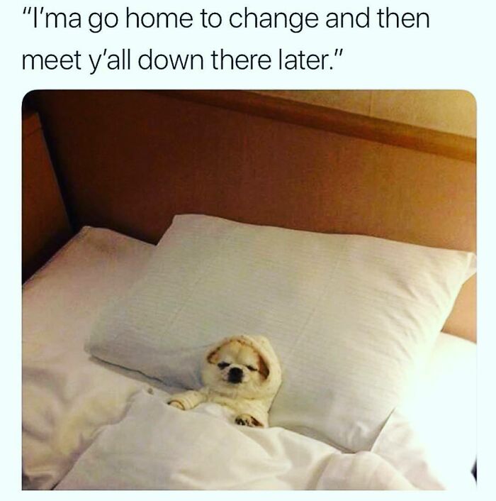 Cozy dog lying in bed with a funny caption, humorously reflecting modern dating experiences in memes.